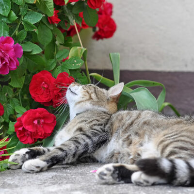 4 Most Poisonous Plants for Cats