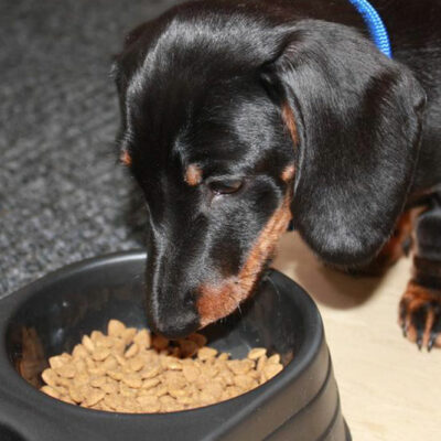 4 Foods That Cause Allergies in Dogs