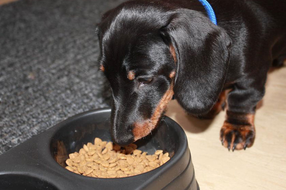 4 Foods That Cause Allergies in Dogs