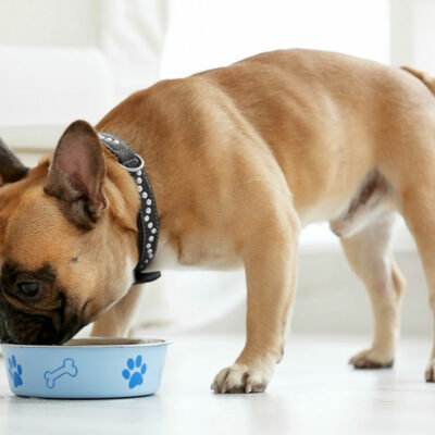 Foods that Ensure Good Health for Dogs