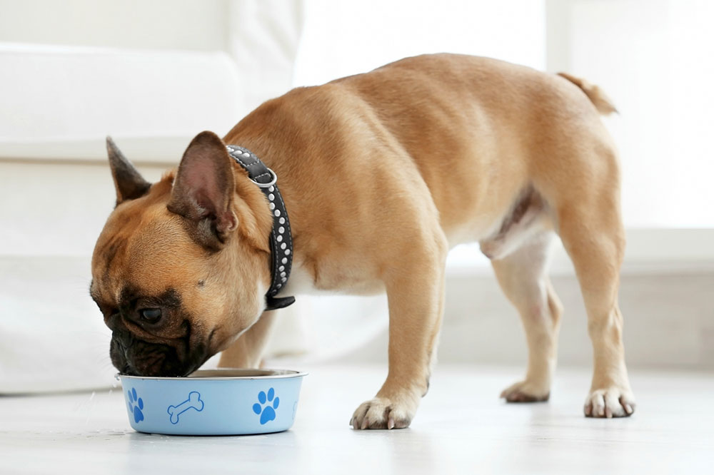 Easy Homemade Food Recipes for Your Dog