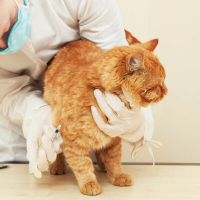 Foods to Avoid for Cats with Diabetes Mellitus