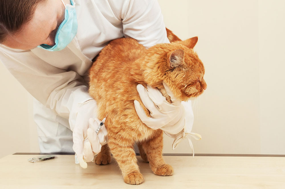 Foods to Avoid for Cats with Diabetes Mellitus