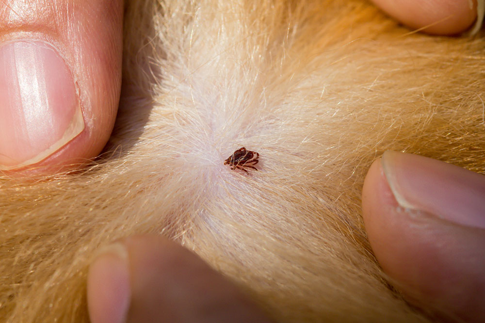 Ways to Protect Dogs from Fleas and Ticks