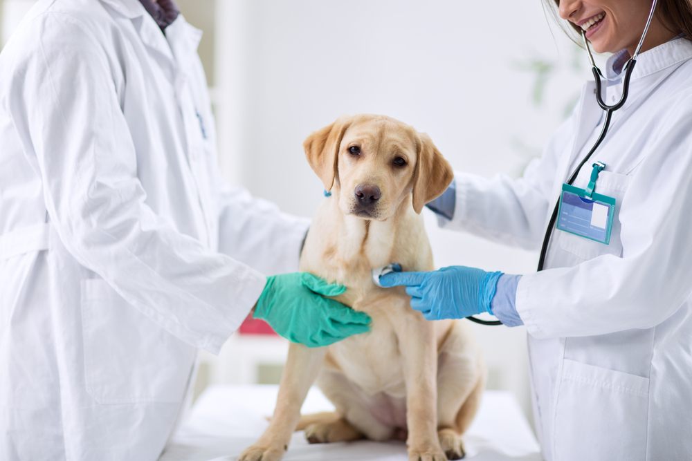 Common Health Issues in Cats and Dogs