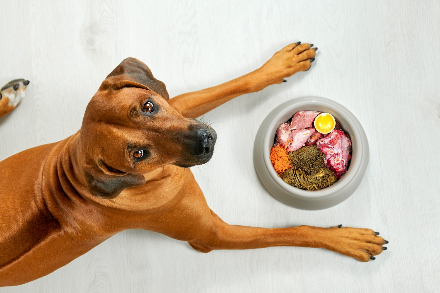 Top Human Foods That Are Safe For Dogs To Eat
