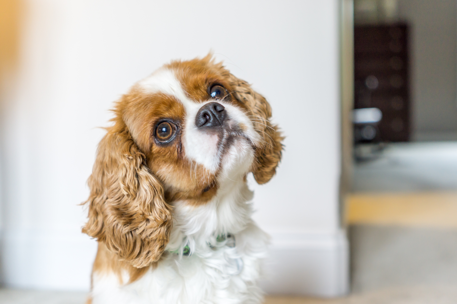 10 Ways Dogs Try to Communicate